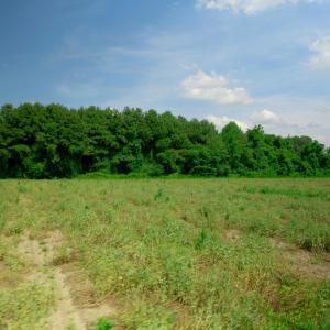 Photo #28 of 2 Bowden, Turkey, NC 11.0 acres