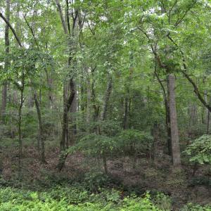 Wooded area