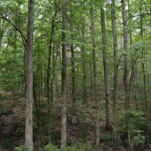 Wooded area