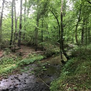 Bordering Stream