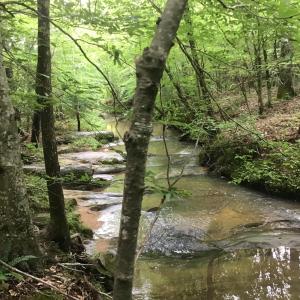 Stream Picture