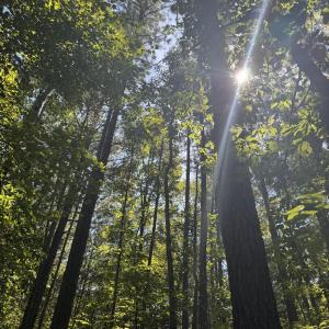 Photo #7 of 120 Anfield, New Hill, NC 2.2 acres
