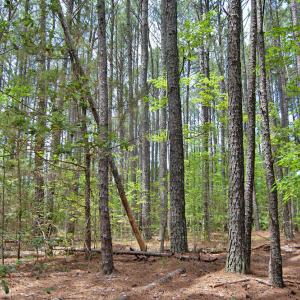 DSC_0867