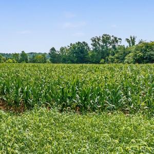 030-RidgevilleRd-HickoryLevelFarm-Revisi