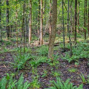050-RidgevilleRd-HickoryLevelFarm-Revisi