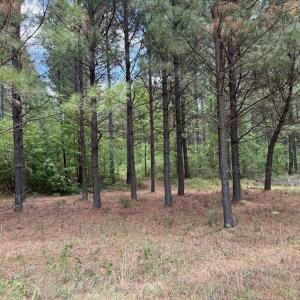 18.5 ac - Sherron Rd. - Established Tree