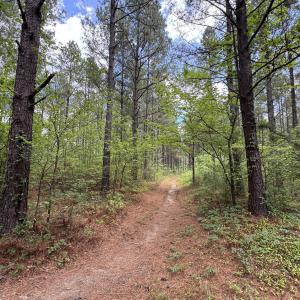 18.5 ac - Sherron Rd. - Pine Plantation