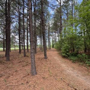18.5 acres Sherron Rd. - Pines