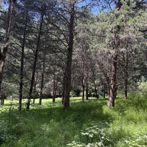 4.04 acres Hwy 70 - grove of cedar trees