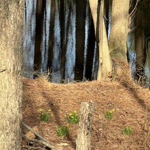 Photo #8 of 586 Shade Tree, Benson, NC 4.5 acres