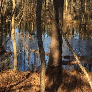 Photo #10 of 586 Shade Tree, Benson, NC 4.5 acres