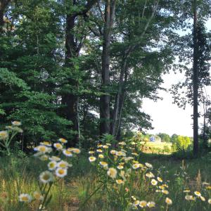 Photo #14 of 6810 Sawyer, Liberty, NC 11.4 acres