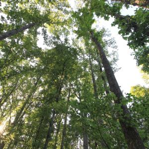 Photo #17 of 6810 Sawyer, Liberty, NC 11.4 acres