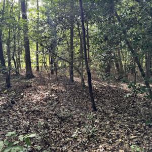 Wooded Interior
