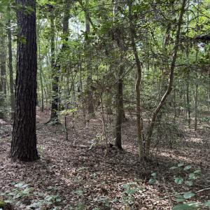 Private Wooded Acreage