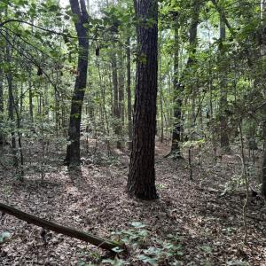 Mature Timber and Woodland