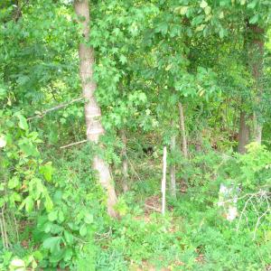 DSC09558