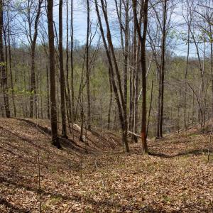 Doll Branch Road 16