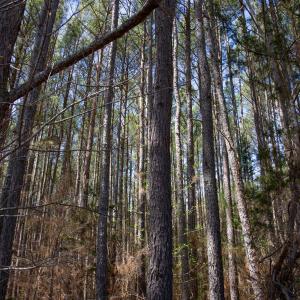 Doll Branch Road 9