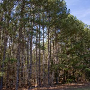 Doll Branch Road 8