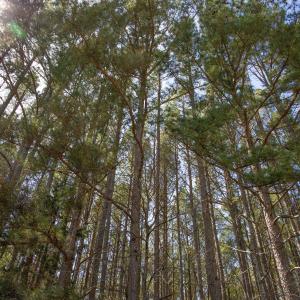 Doll Branch Road 6