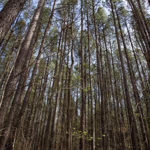Doll Branch Road 32
