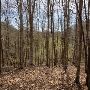 Doll Branch Road 30