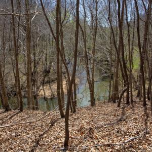 Doll Branch Road 28