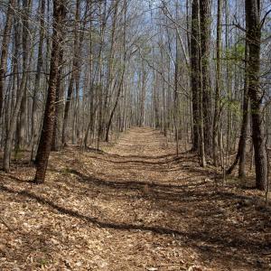 Doll Branch Road 27
