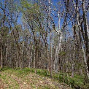 Doll Branch Road 15