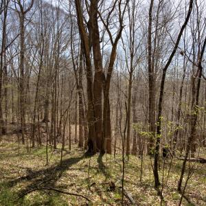 Doll Branch Road 14