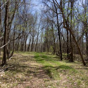 Doll Branch Road 13