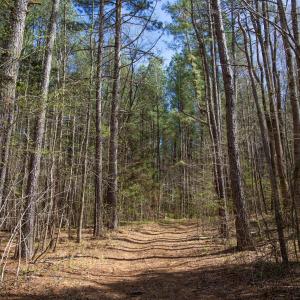 Doll Branch Road 12