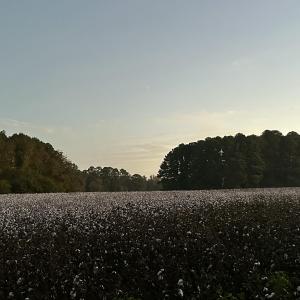 COTTON PLANTED BY FARMER
