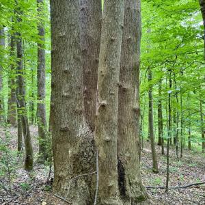 1025 Dairyland Rd. - 4 poplars growing f