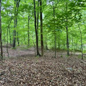 1025 Dairyland Rd. - Gentle Topography
