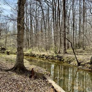 Morgan Creek below duplex