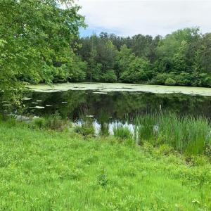 Pond