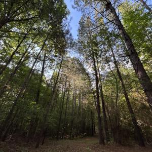 Photo #7 of Beaver Dam, Creedmoor, NC 19.6 acres