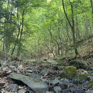 Photo #13 of Beaver Dam, Creedmoor, NC 19.6 acres