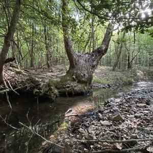 Photo #1 of Beaver Dam, Creedmoor, NC 19.6 acres