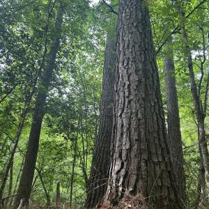 Photo #10 of Beaver Dam, Creedmoor, NC 19.6 acres