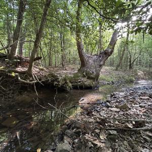 Photo #5 of Beaver Dam, Creedmoor, NC 19.6 acres