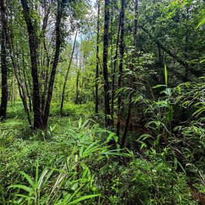 Photo #25 of 147 Hood Loop, Henderson, NC 57.0 acres