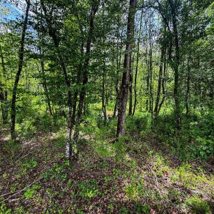 Photo #31 of 147 Hood Loop, Henderson, NC 57.0 acres