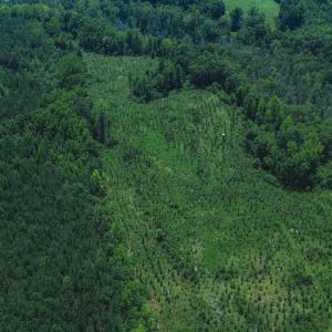 Photo #6 of 147 Hood Loop, Henderson, NC 57.0 acres