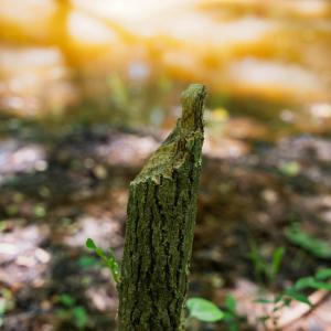 beaver chew