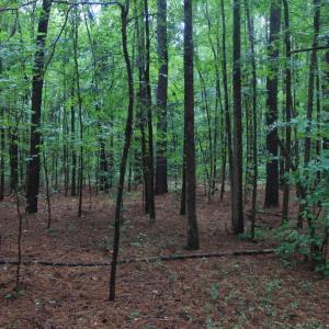Woodland