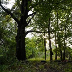 11 Paras 19.3 Acres Bunnlevel Erwin Rd