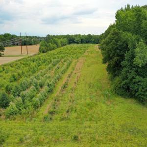 17 Paras 19.3 Acres Bunnlevel Erwin Rd
